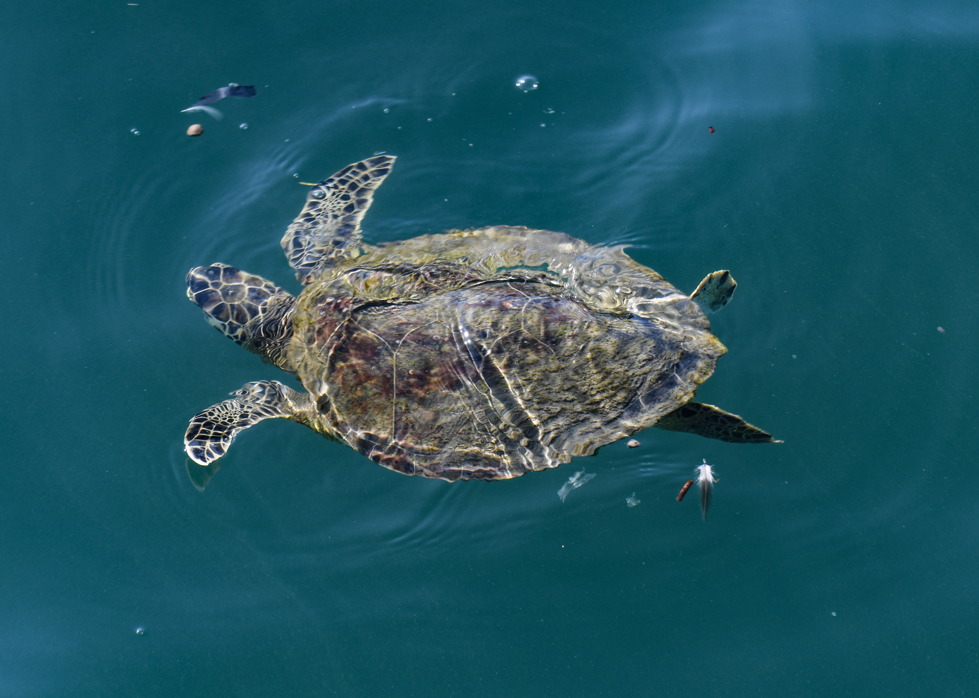 Green sea turtle photographed at the Jetty Park pier.