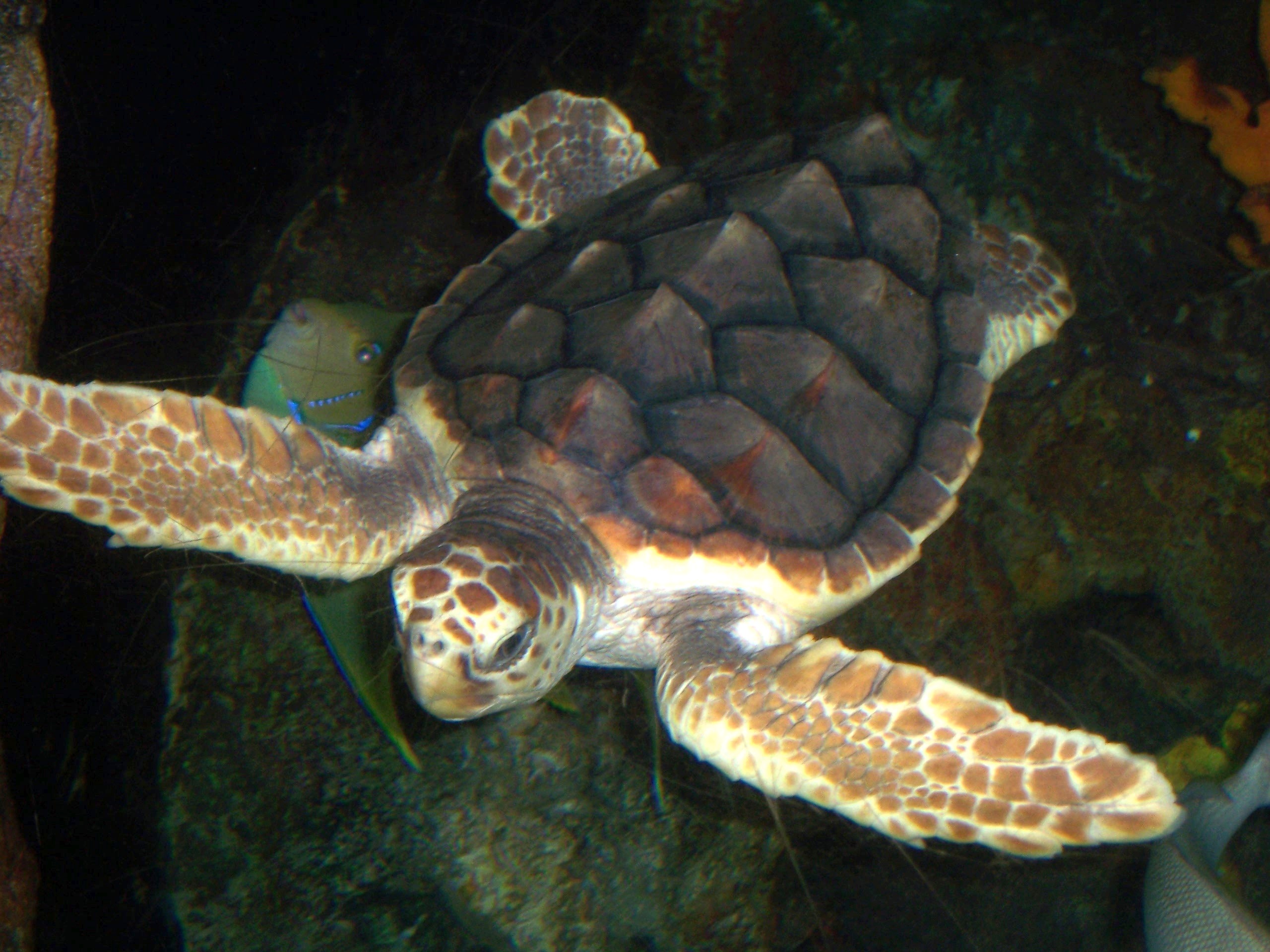 Loggerhead sea turtle on a sandy beach, similar to those that nest on Cape Canaveral's closed beaches.